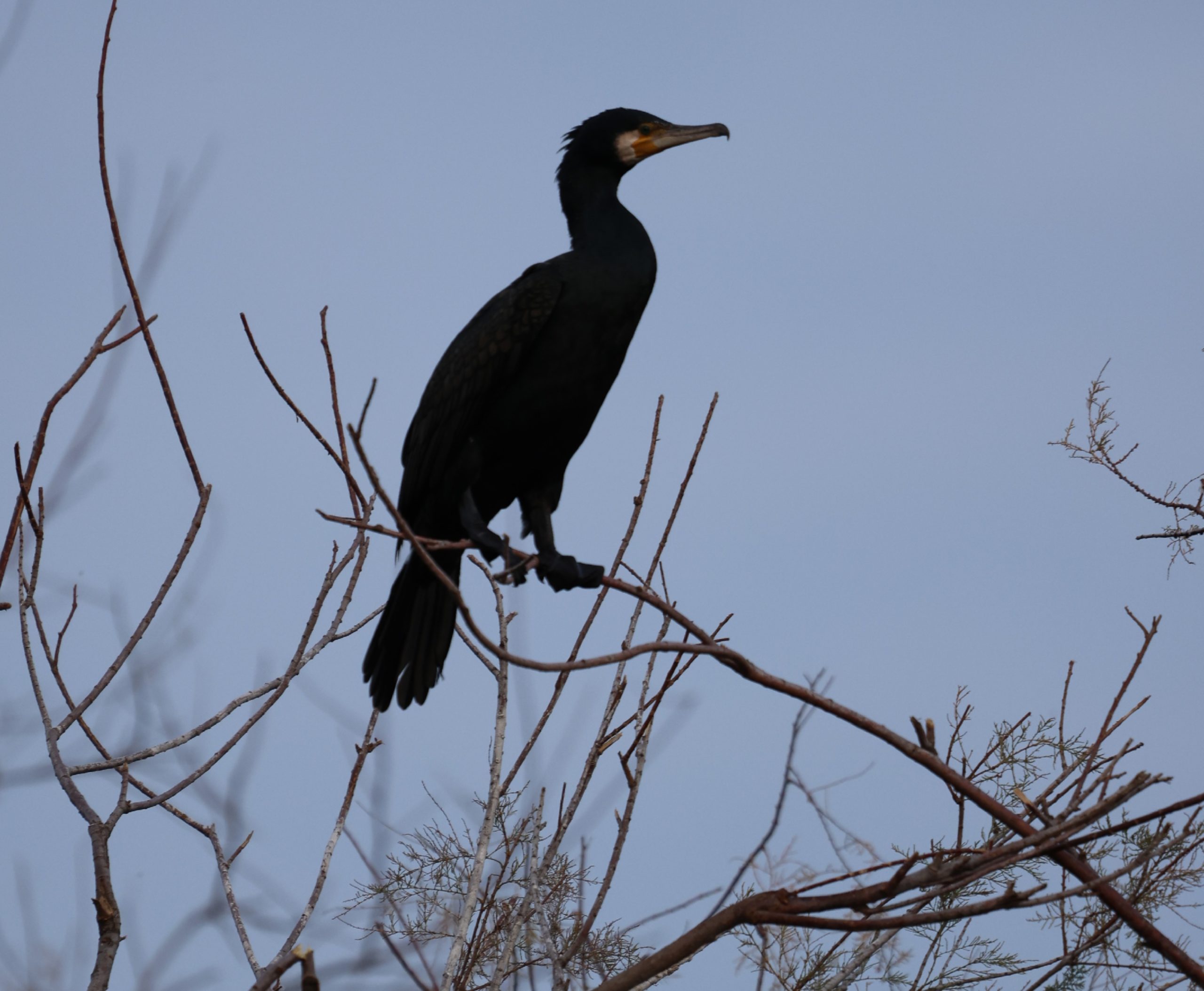 BIRDWATCHING EXPEDITION WILDLIFE PHOTOGRAPHY GREECE