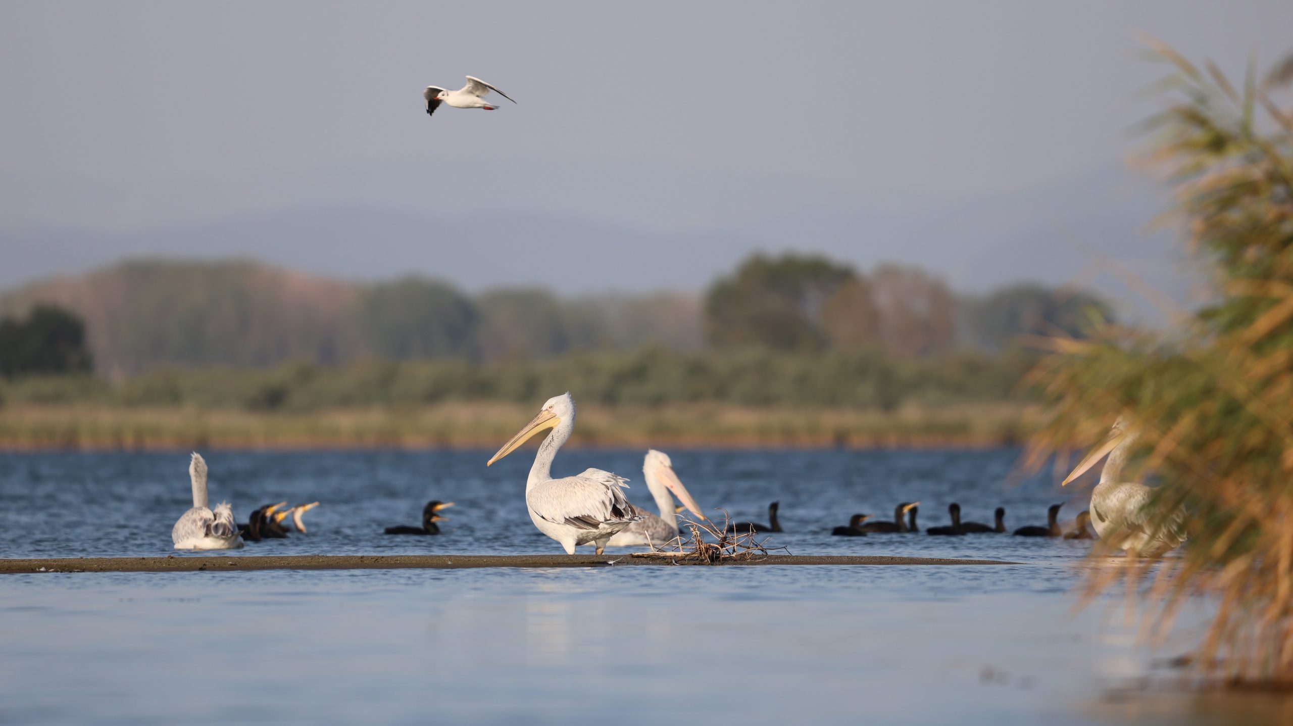 Pelican in Greece Vistonida Lake