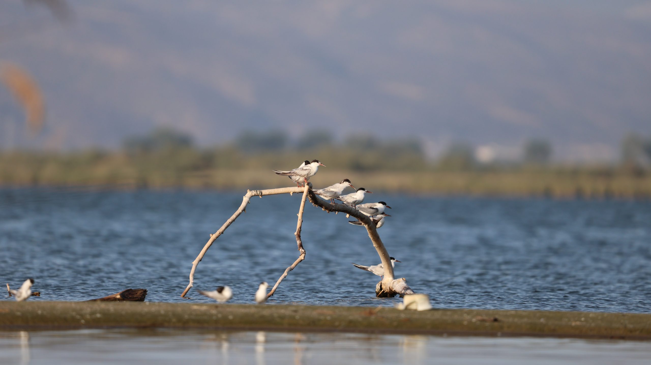 Birds on a branch tree in lake Vistonida in Thrace Greece