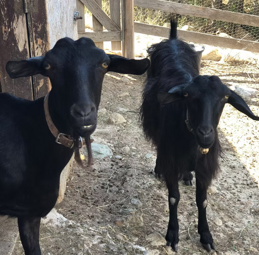 Goats Farm Stay Crete Greece