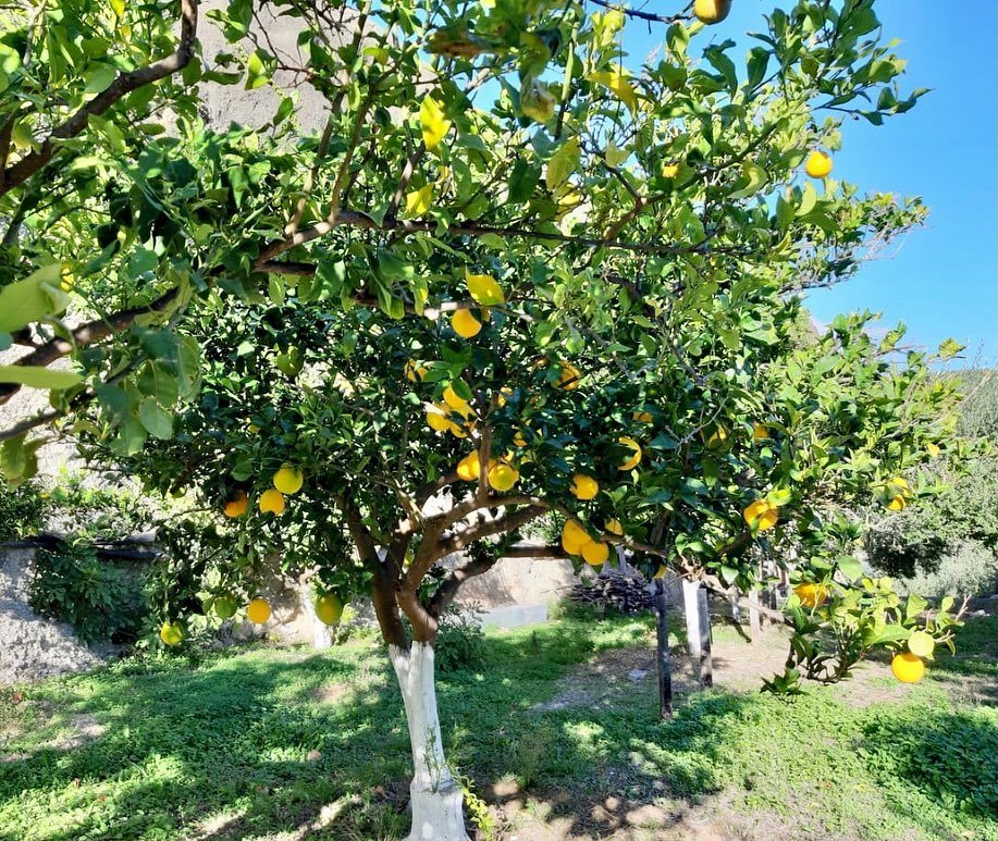 Lemon tree Kalyvitis eco stay in Cretan mountains